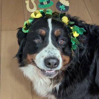 What a lovely St. Patrick's Day celebration we had last week in Kilkenny! 🎉✨ Our language students came together to embrace the spirit of Ireland. 🍀 The highlight? A lively dance-off that left everyone smiling! It was heartwarming to see friendships blossom while practicing language skills in such a fun way. 🌍 💚 #StPatricksDay #LanguageSchool #CulturalCelebration #LearnAndGrow #GlobalCommunity #LanguageLearning #FunWithLanguages #VisitKilkenny #lovekilkenny #Kilkenny #ireland #instaireland #irland #travel #castles #discoverireland #loveireland #irelandsancienteast #moretoexplore #ancient #medievalcity