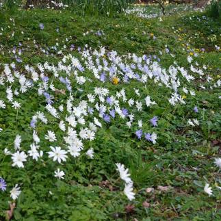 . . . #spring #kilkenny #green #season #ireland