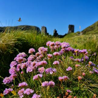 . . . Are you ready to embark on a journey of discovery of the Irish landscape? 🌍💕 #IrishScenery #EmeraldIsle #NatureLovers #TravelIreland #Wanderlust #ExploreMore #LoveIreland #AdventureAwaits #CelticCharm